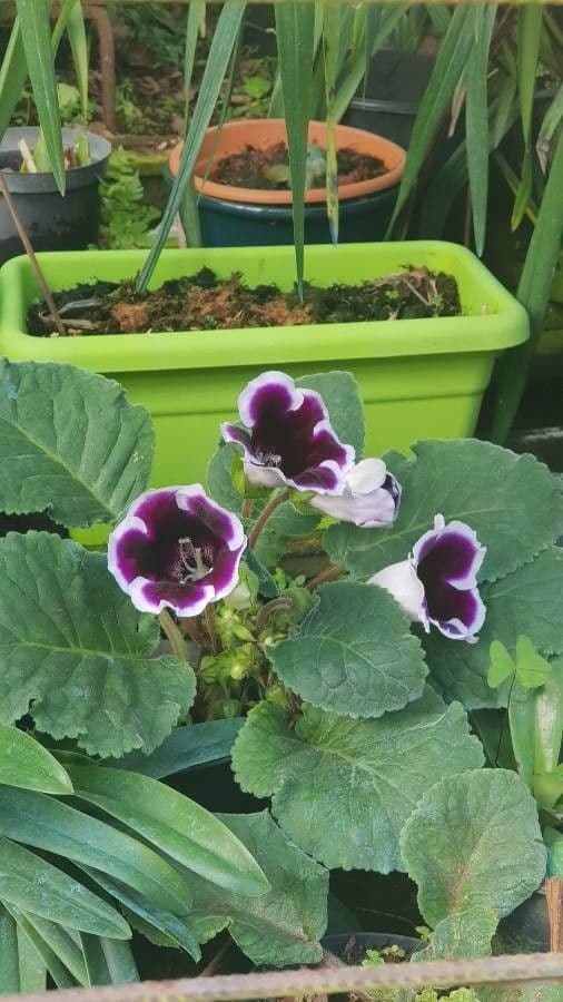 Gloxinia 9