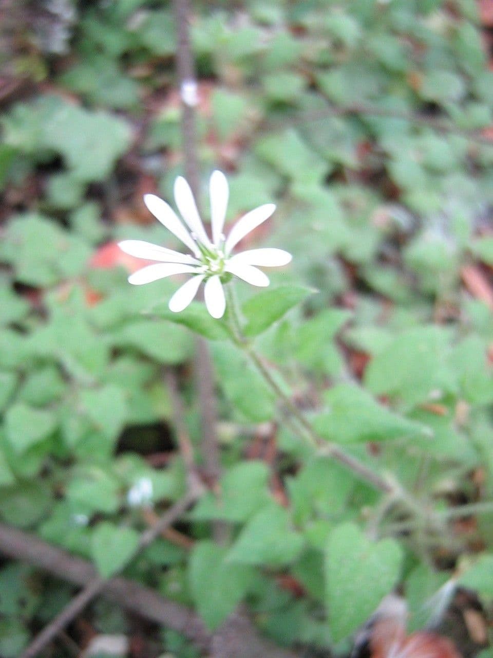 Stellaria cuspidata 2