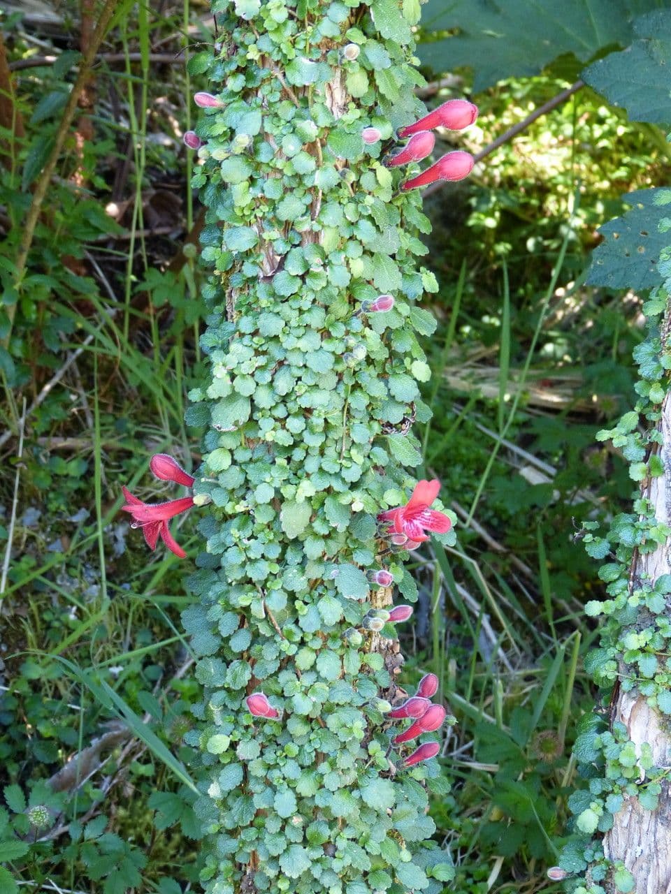 Asteranthera