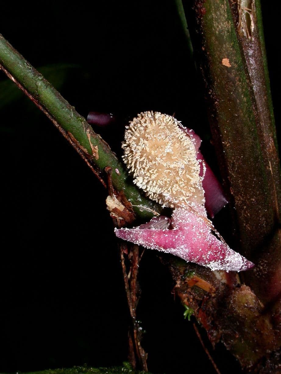Dicranopygium ombrofilo 11