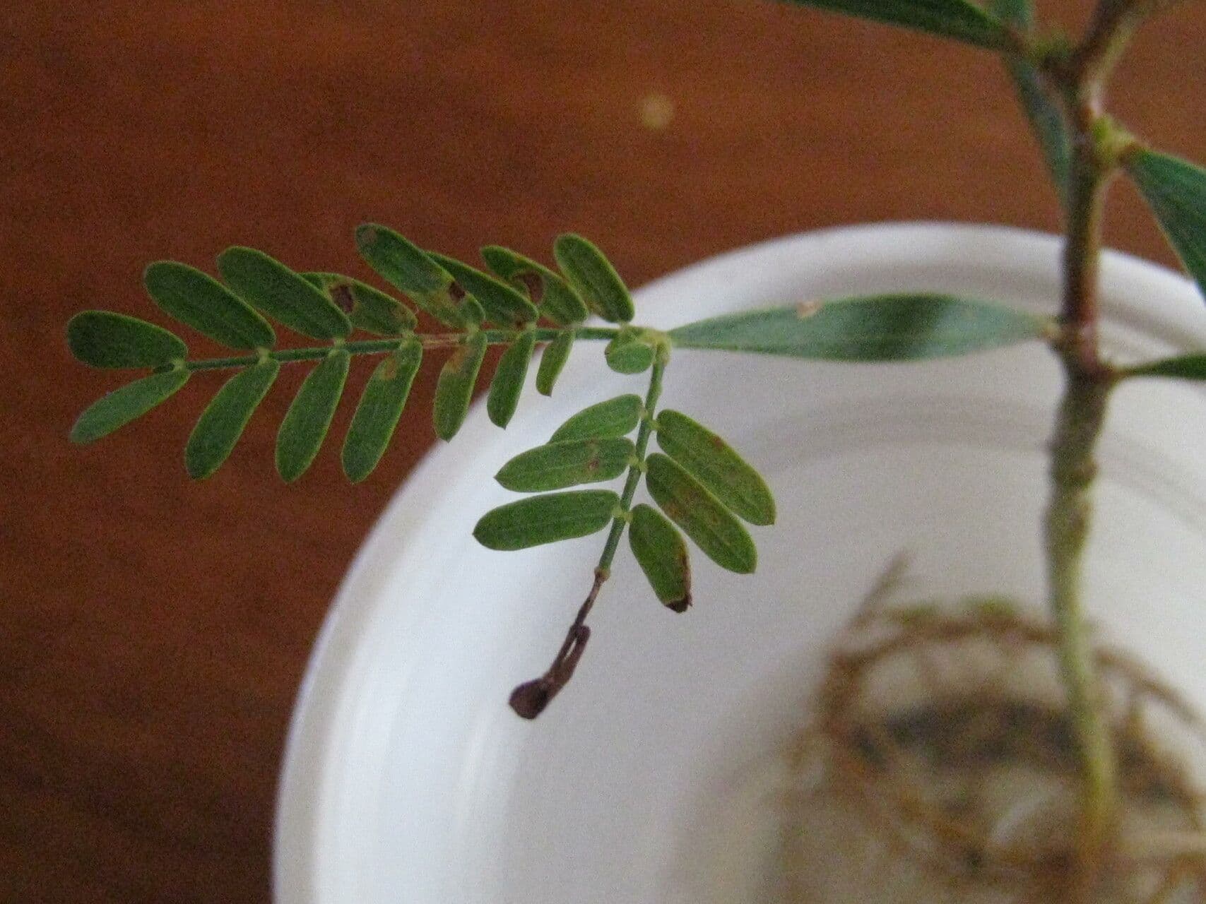 Akacja mangium 28