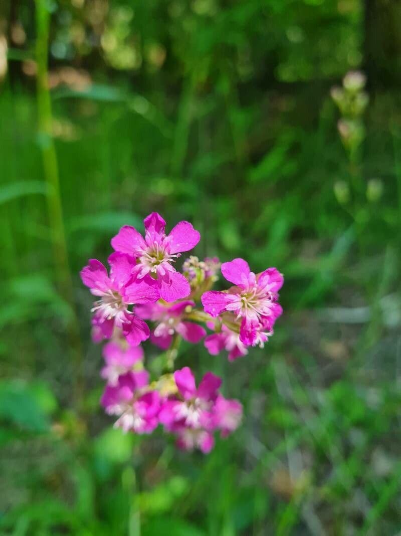 Silene viscido 3