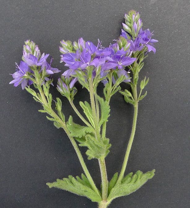 Veronica orsiniana 21
