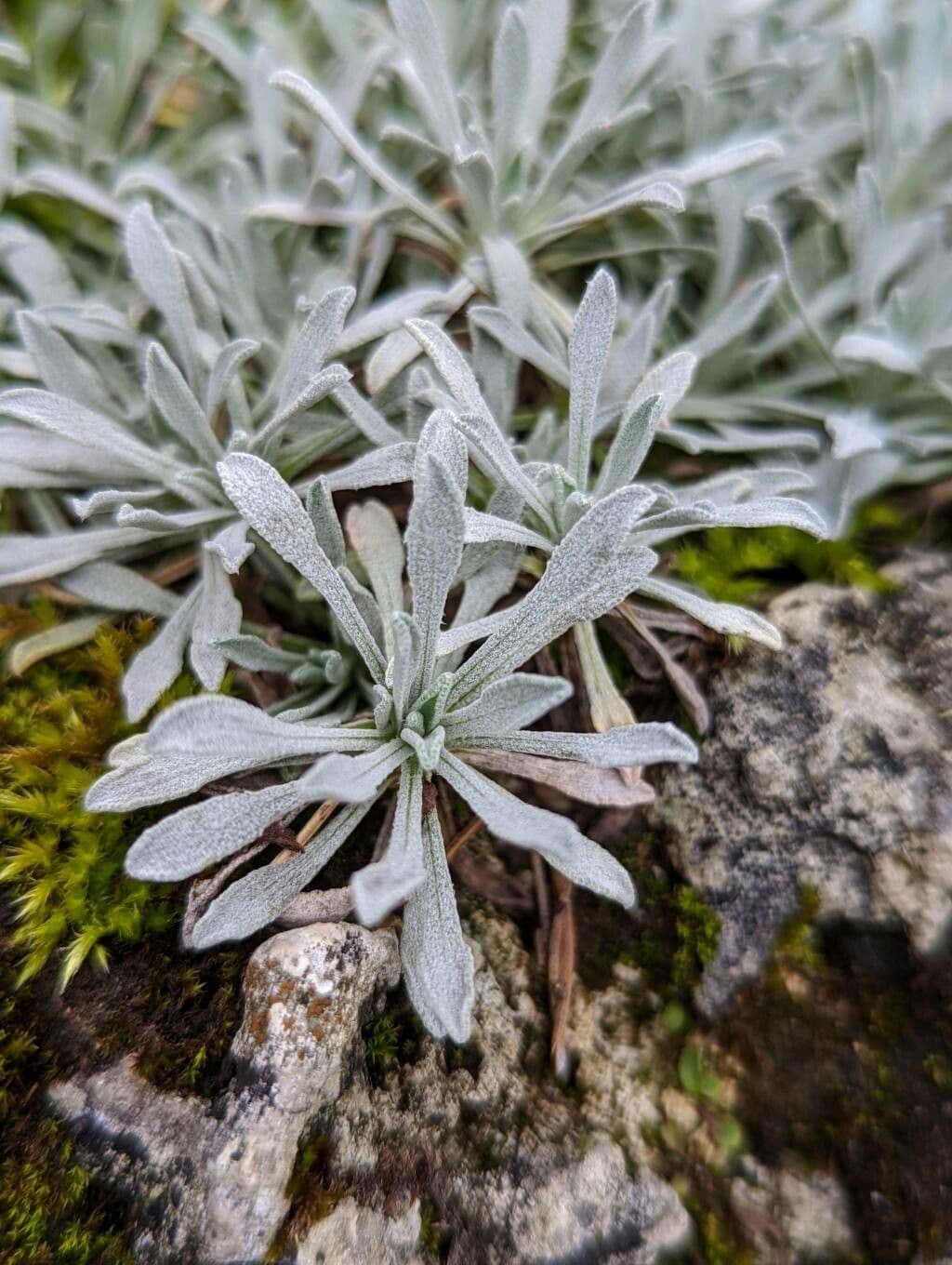 Achillea 10