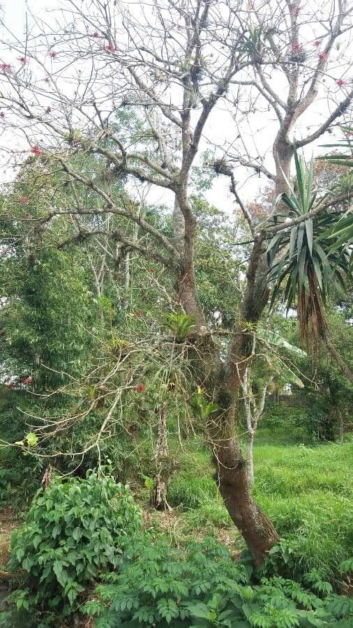 Erythrina americká 9