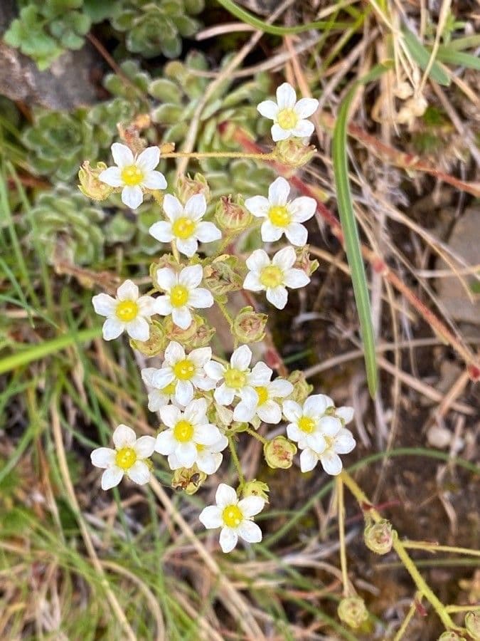 Saxifrage paniculée 8
