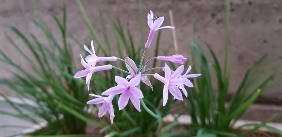 Tulbaghia 10