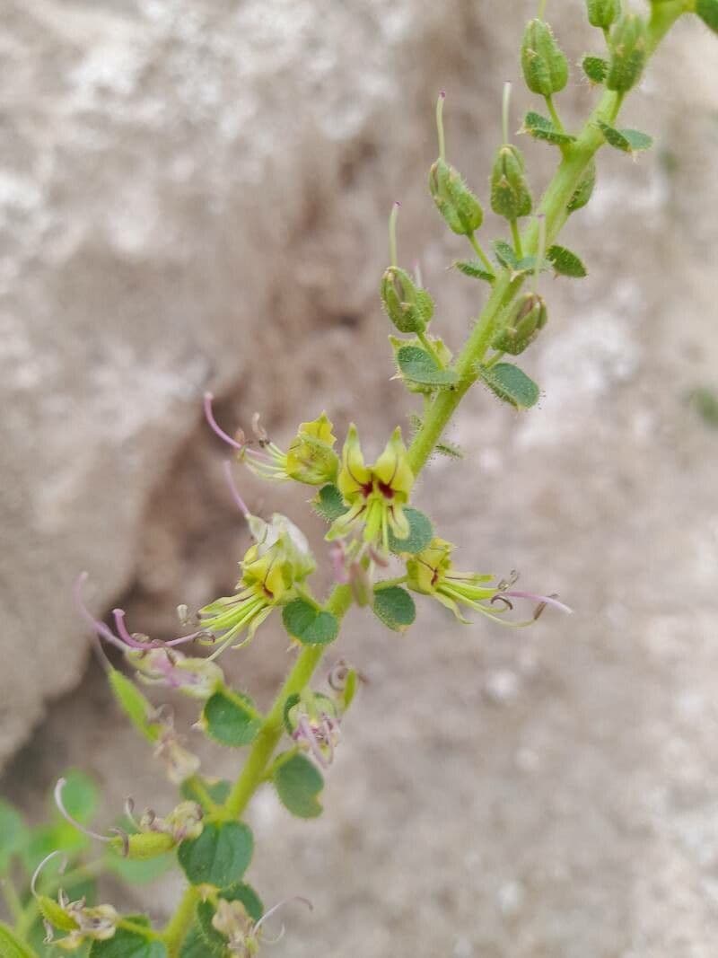 Cleome 2