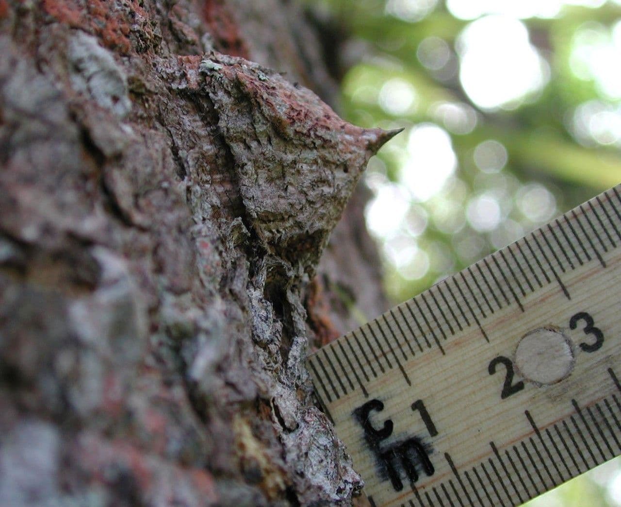 Zanthoxylum 15