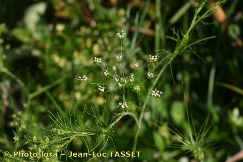 Ammoides pusilla