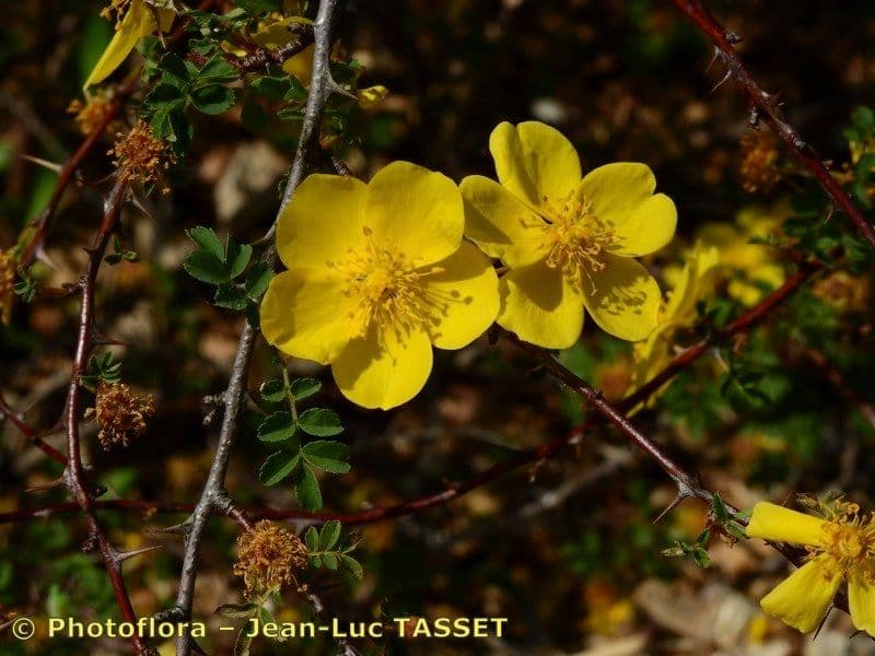 Rosa 2
