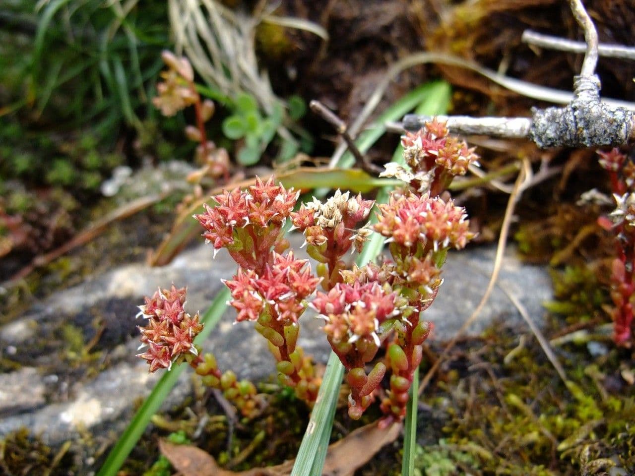 Scharfer Steinbrech 13