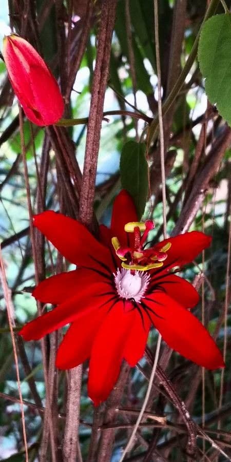 Passiflora 4