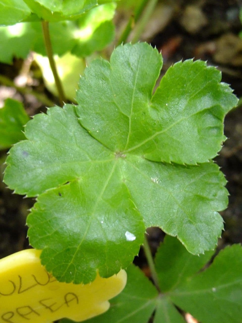 Sanikula 15