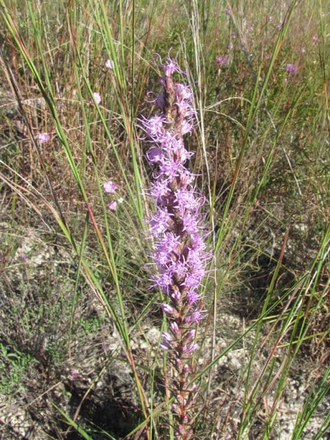 Liatris punctata 8
