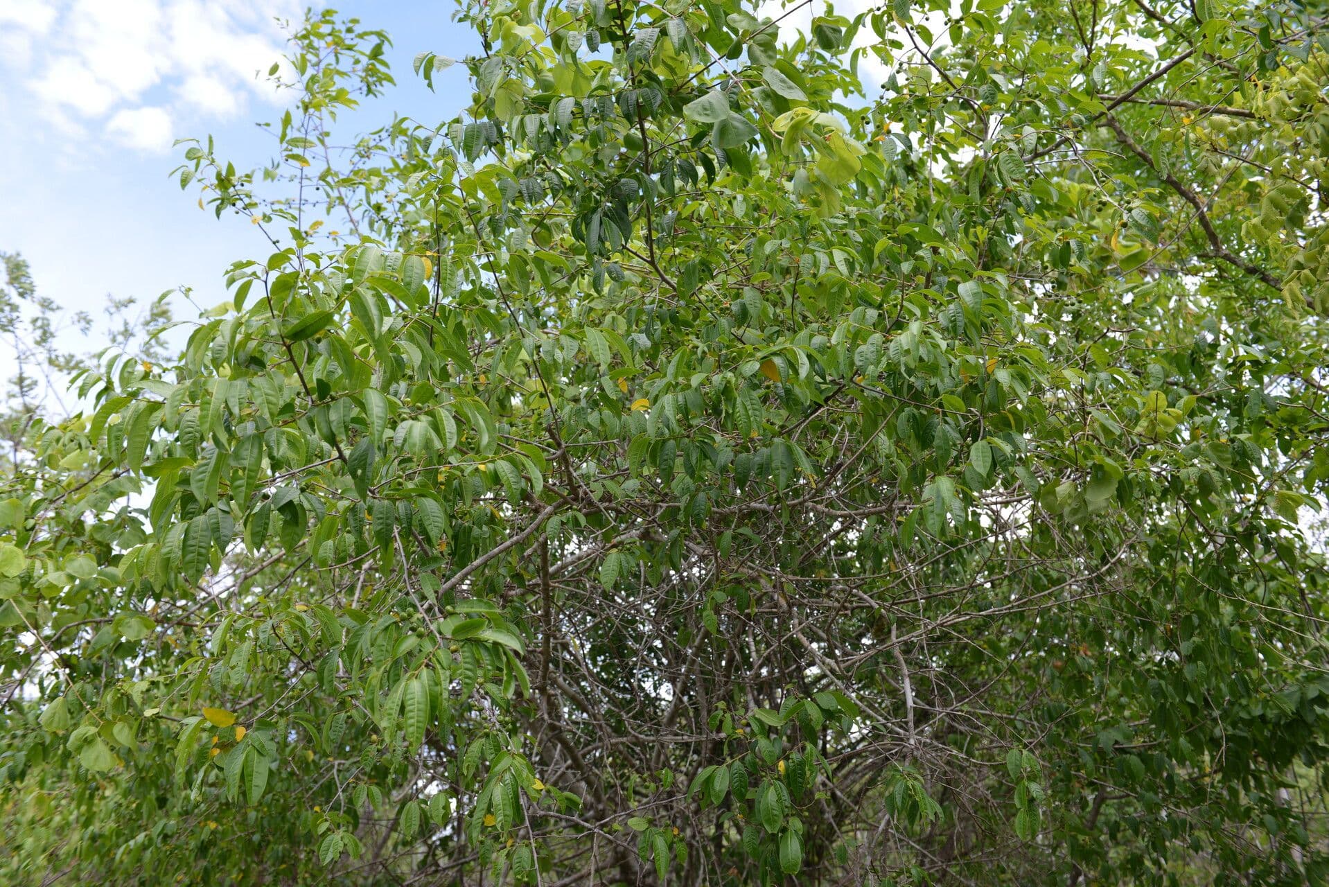 Margaritaria nobilis 6