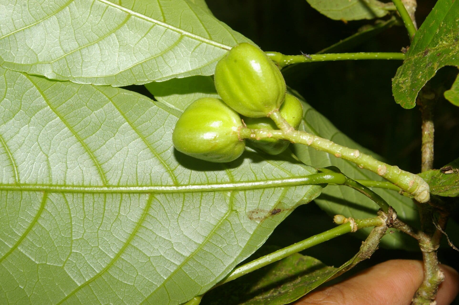 Rinorea 4