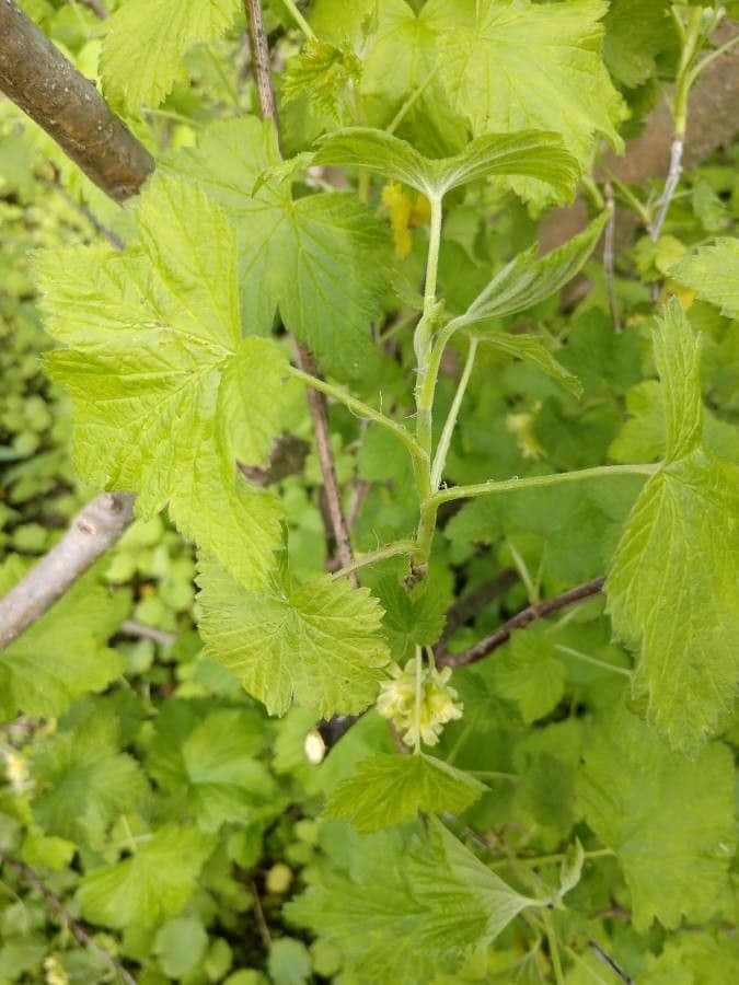 Ribes nero americano 10
