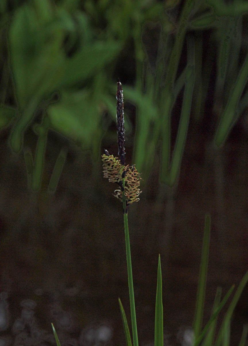 Carex raynoldsii