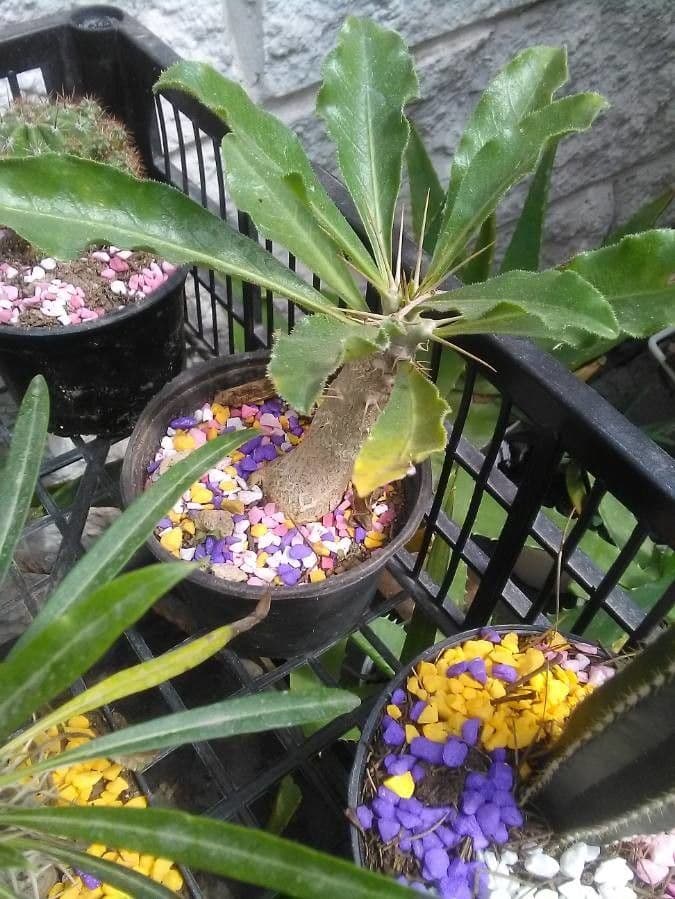 Pachypodium 13