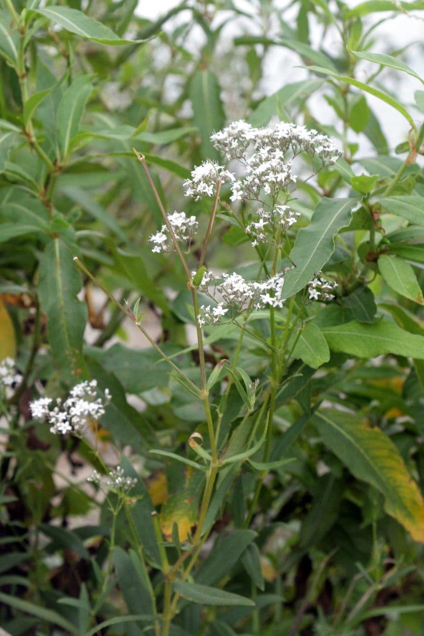 Gypsophila