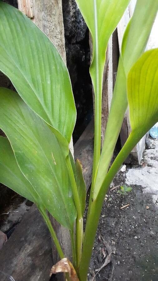 Curcuma 19
