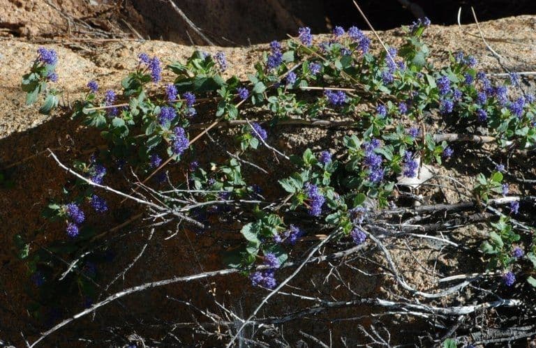 Ceanothus