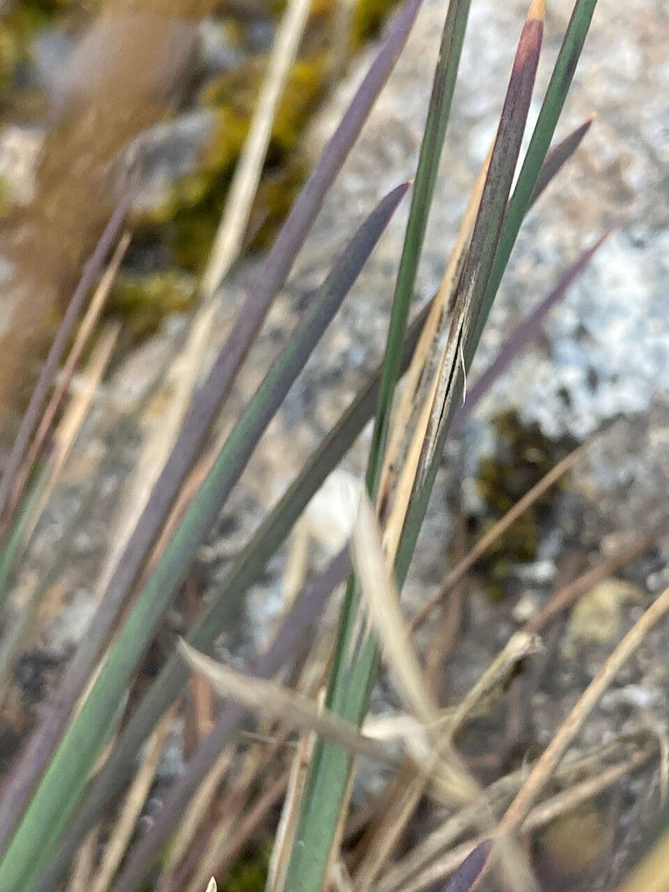Poa 11