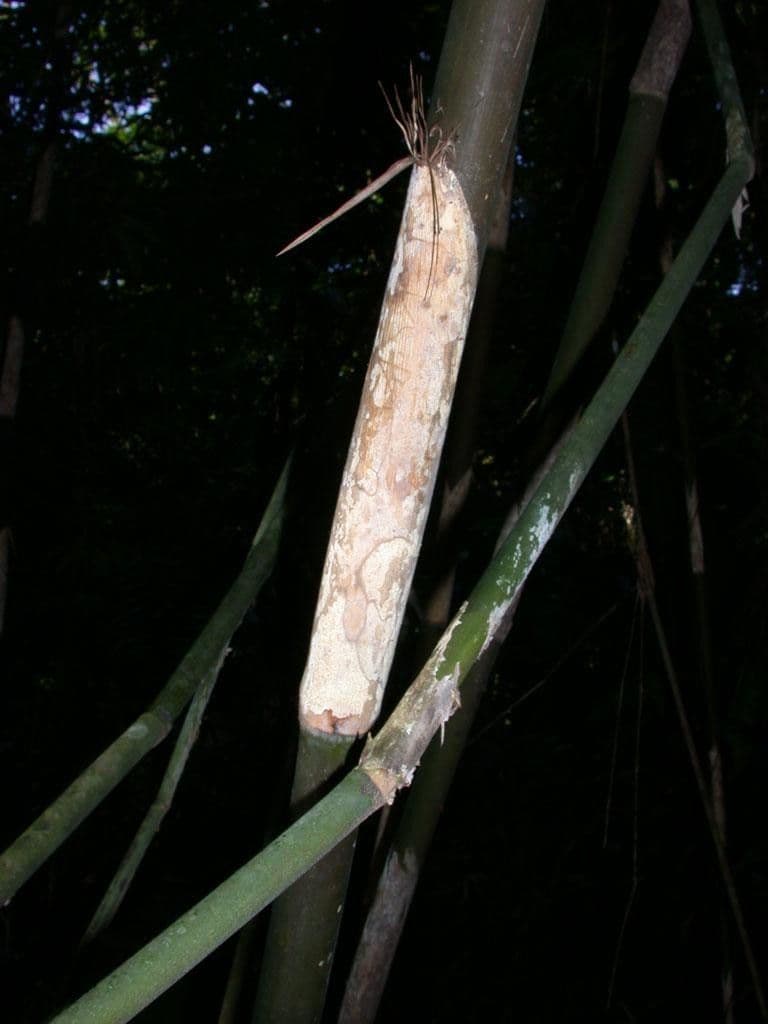Elytrostachys 13