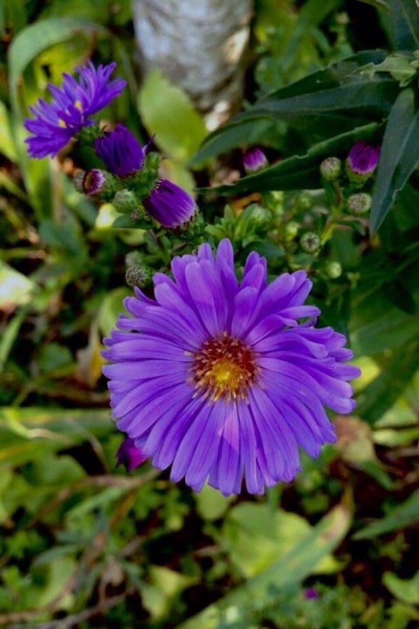 Neubelgische Aster 10