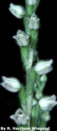 Goodyera tesselata 6