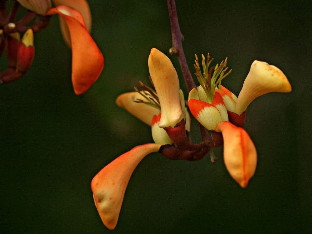 Erythrina bruna 6