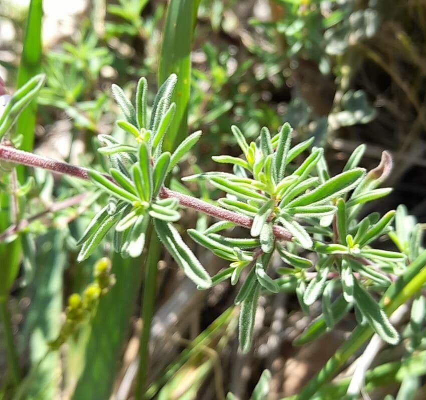 Stevia 4