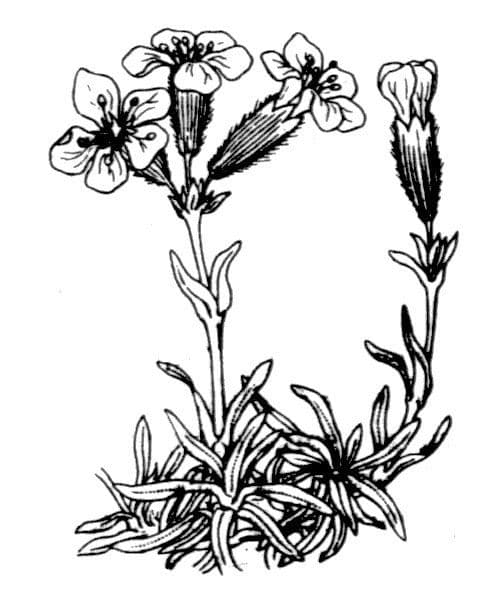 Steinrose 18