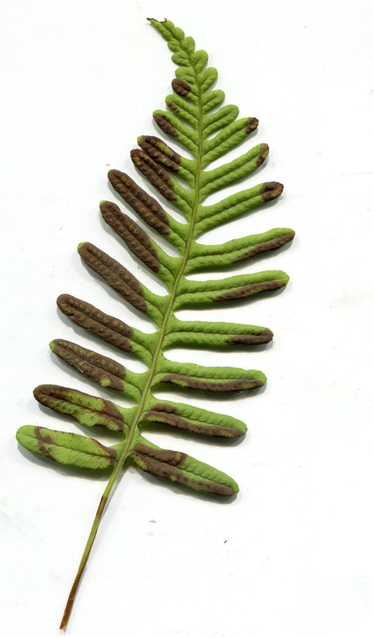 Polypode intermédiaire 17