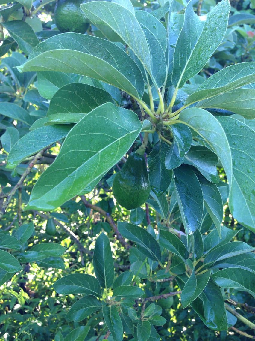 Avocado 11
