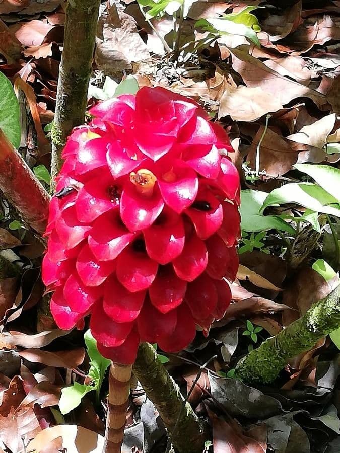 Ananas-Ingwer 2
