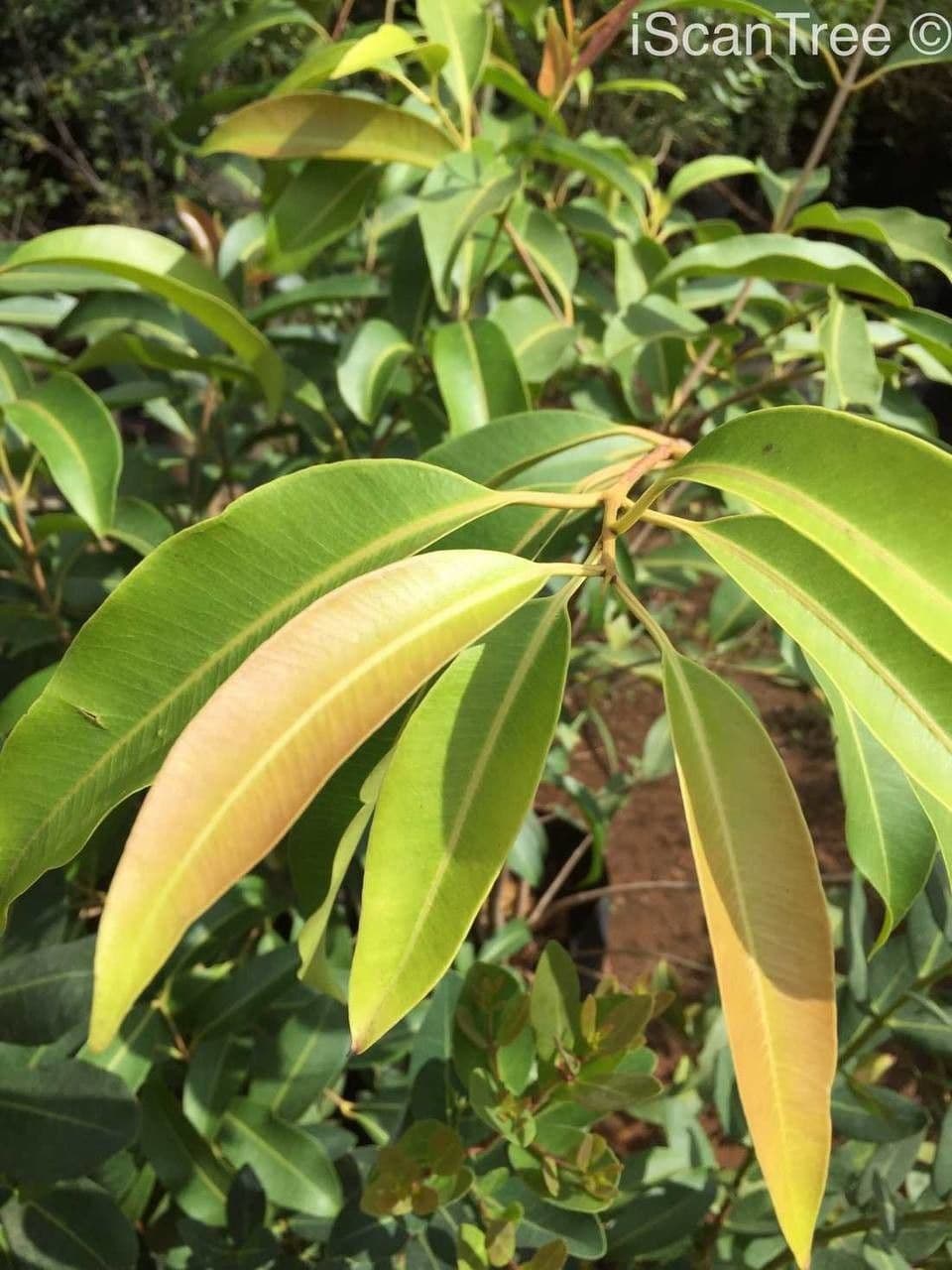 Syzygium guineense 11