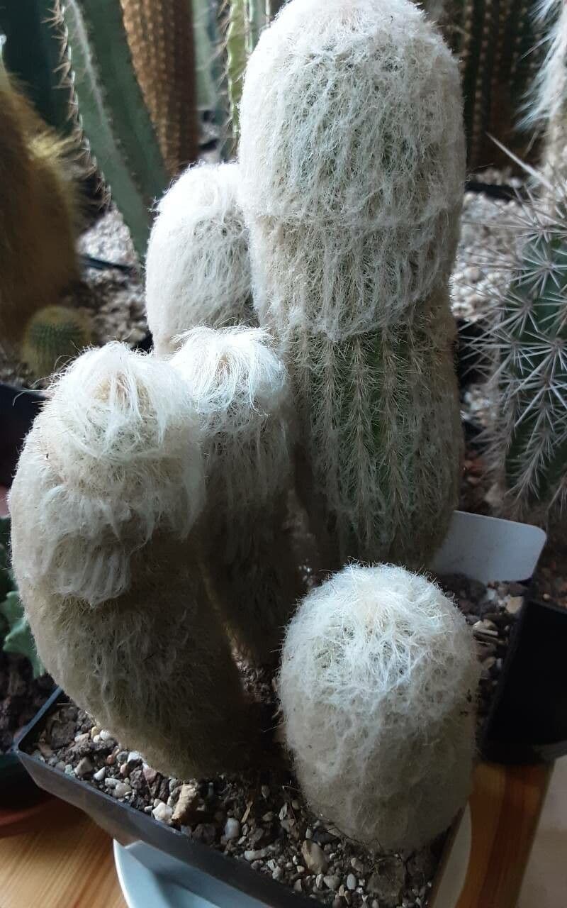 Espostoa 9