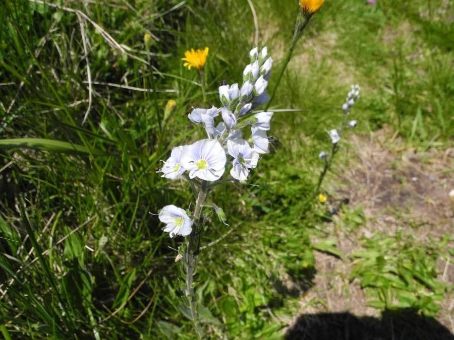 Veronica gentianella 5