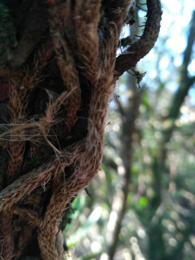 Mikrogramma 10