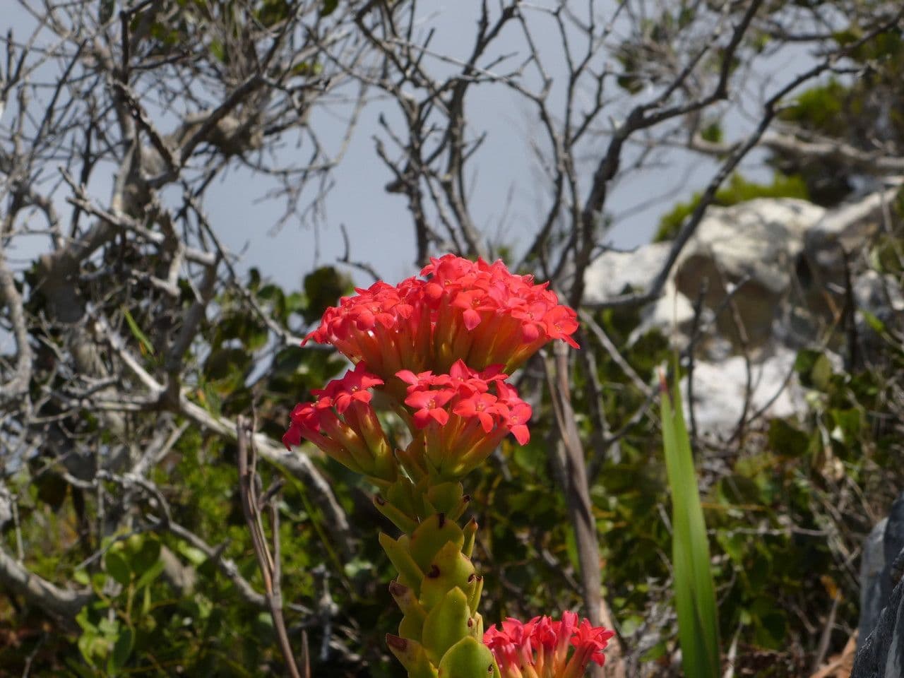 Crassula scarlatta 2