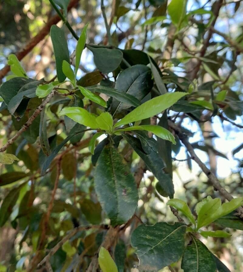 Cordia 6