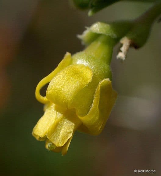 Eichbeere 5