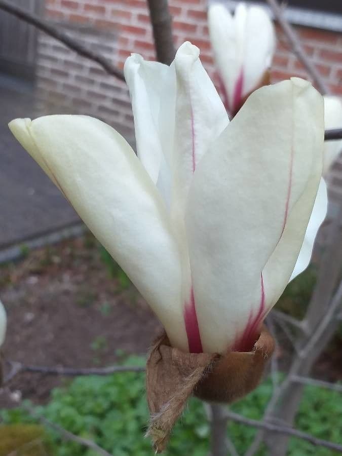 Magnolia cilindrica 2
