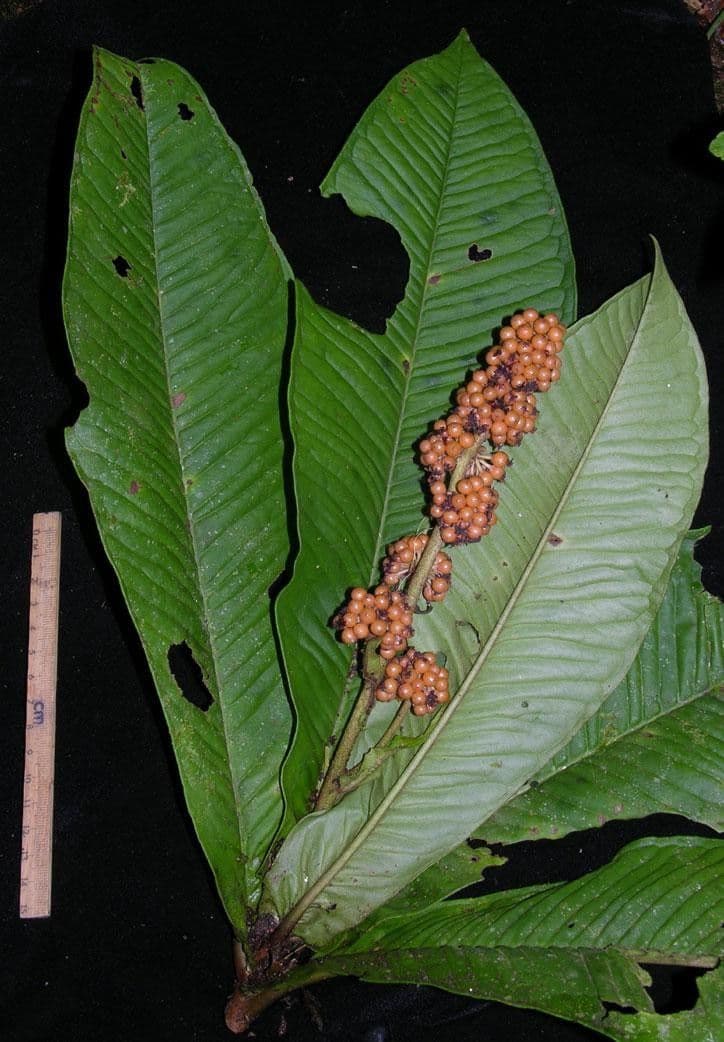 Ardisia 22