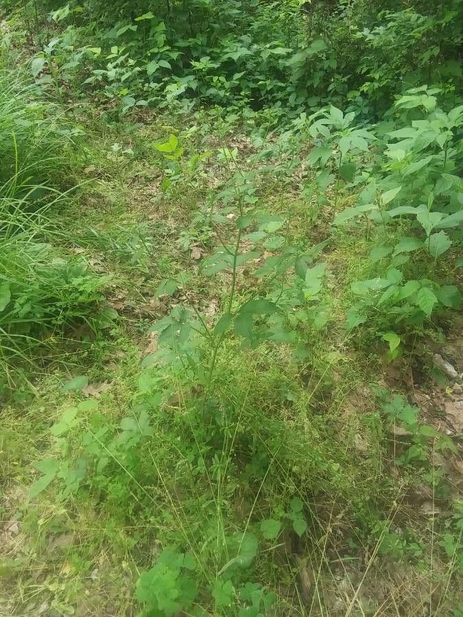 Sanicula canadensis 15