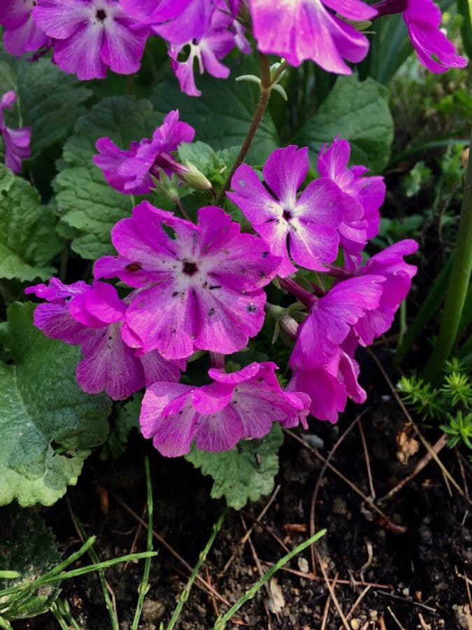 Primula di Siebold