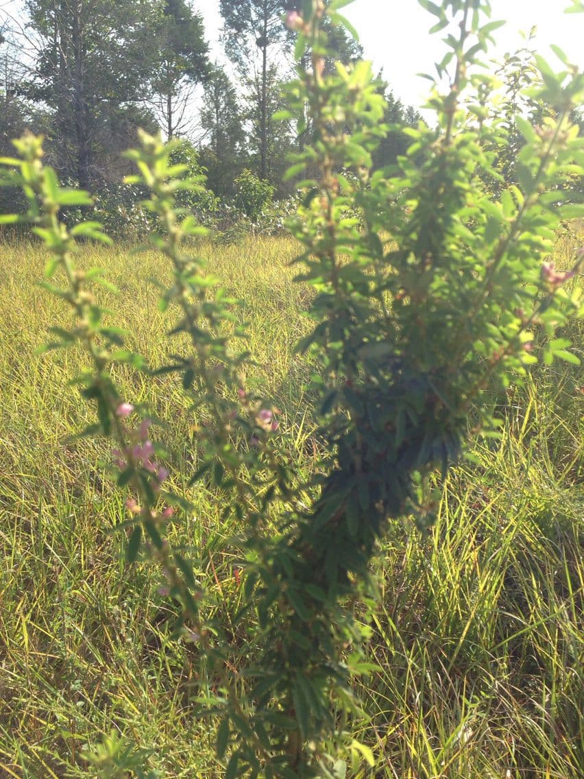 Lespedeza 12