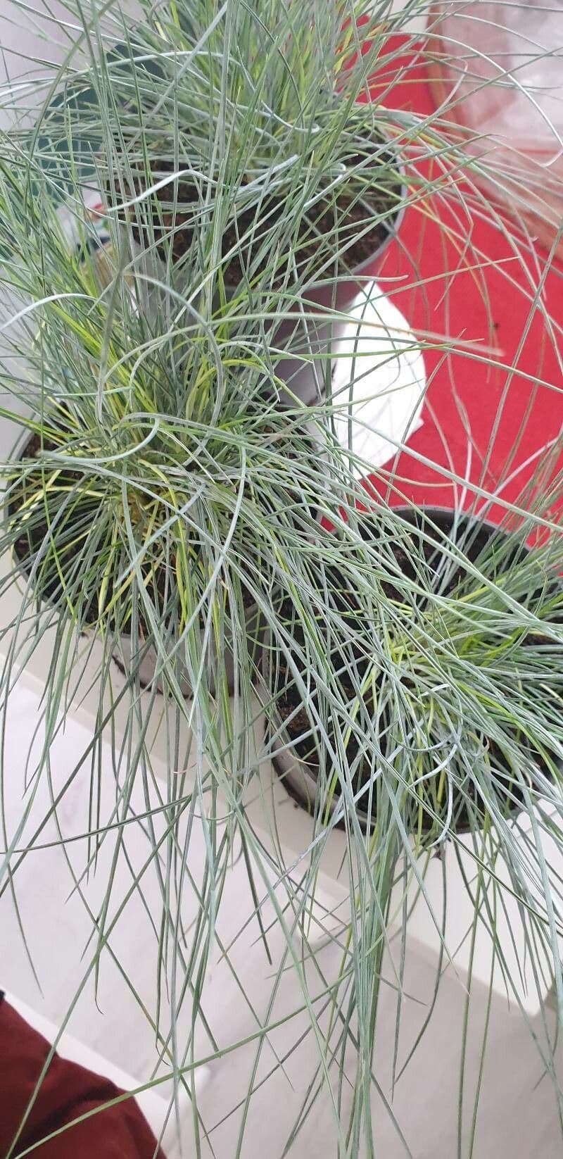 Festuca blu 24